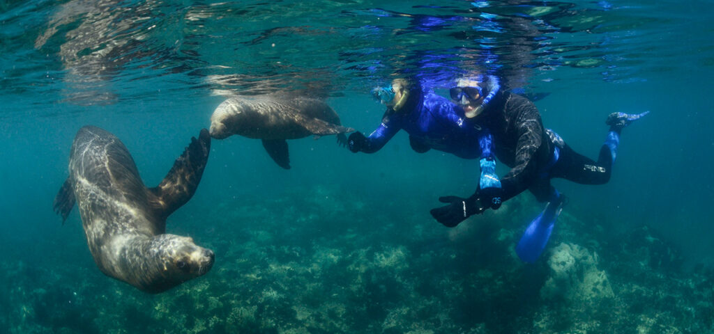 Snorkeling con lobos marinos