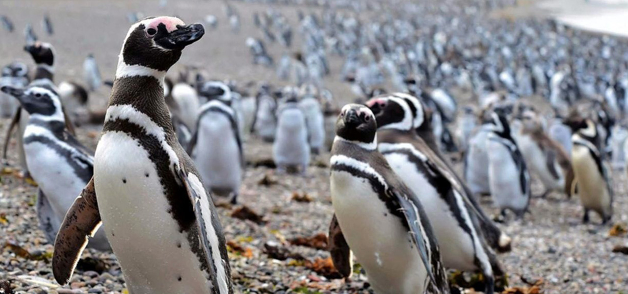 Punta Tombo - Pingüinos de Magallanes